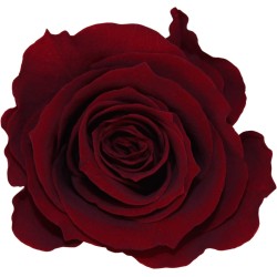 Rose stabilisée sur tige Standard Rouge intense