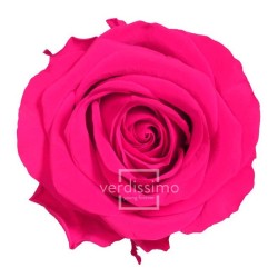 Rose Stabilisée sur Tige Rose Foncé Qualité Premium : Grossiste