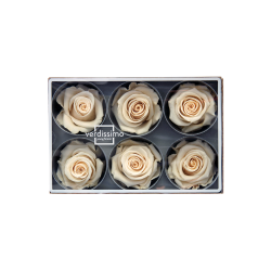 Rose stabilisée couleur champagne / crème x6 : Grossiste Artiflor