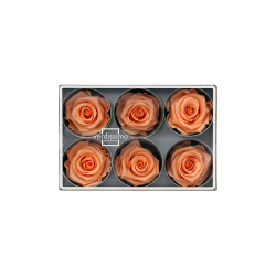 Rose stabilisée couleur pêche X6 : Grossiste Artiflor