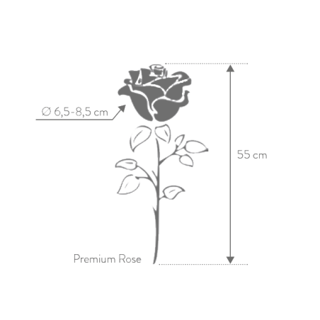 Rose stabilisée sur tige Premium Blanc