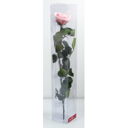 Rose stabilisée rose pastel avec tige : Grossiste Artiflor