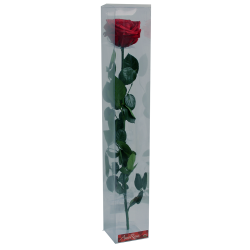 Rose stabilisée sur tige Premium Rouge foncé dans boite