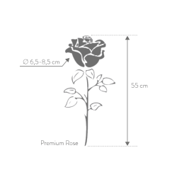 Rose stabilisée sur tige Premium Champagne dans boite