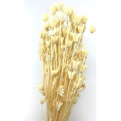 Nigelle séchée 100g en blanc H65/70 cm