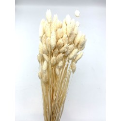 Phalaris séché blanc 100g