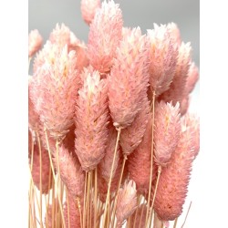 Phalaris séché en rose pale 100g en 65/70 cm