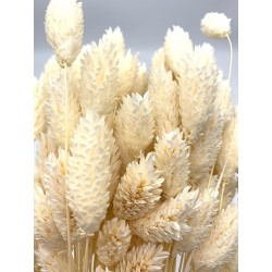 Phalaris séché blanc 100g