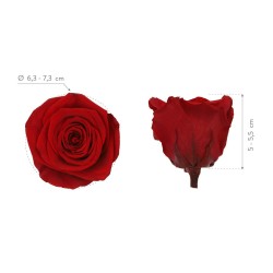 Rose stabilisée Queen Boite de 5 têtes Rouge