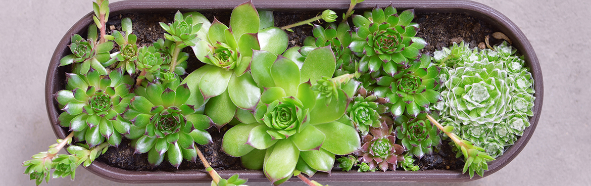 Artiflor - Grossiste en coupe, soucoupe et jardinière horticole