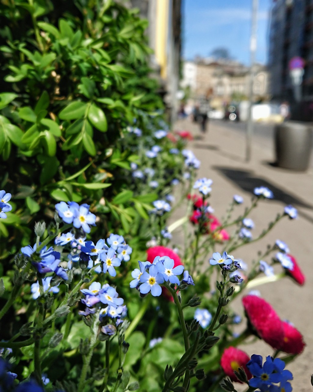 La végétalisation des espaces et les murs végétaux