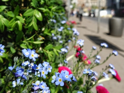 La végétalisation des espaces et les murs végétaux